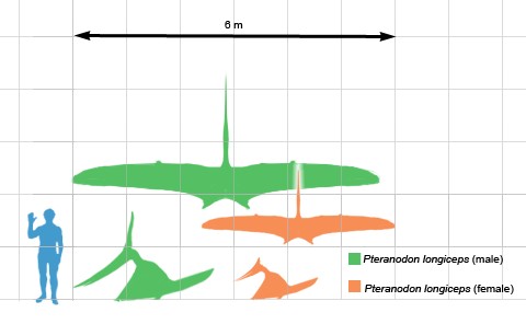 Pteranodon longiceps at scale
