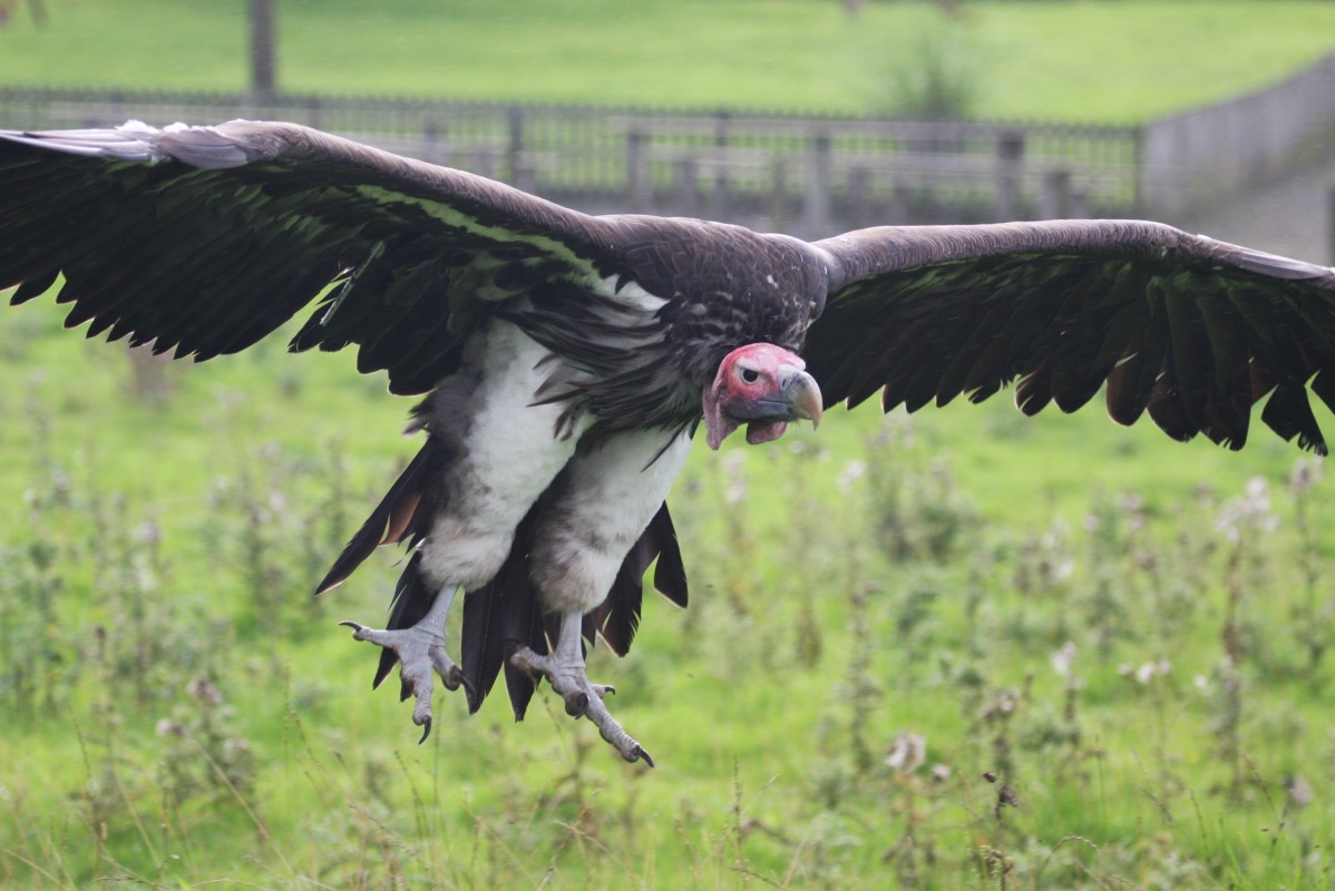 Lappet-faced vulture - Torgos tracheliotos