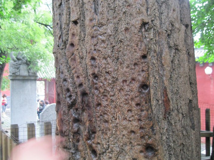 The tree hit several times using finger at Shaolin Temple