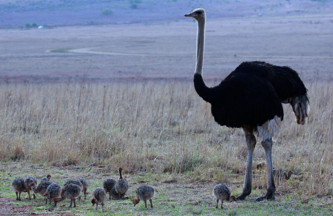 Ostrich with babies