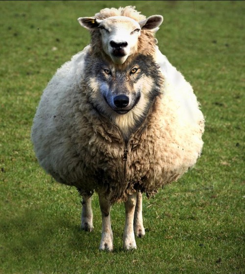 Wolf in sheep wool